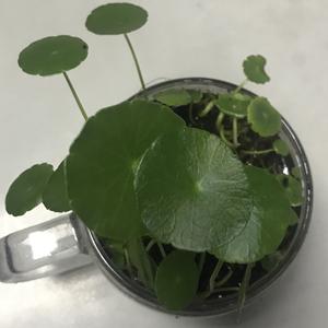心里有情心存感恩