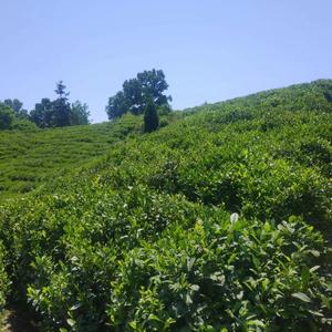 信阳毛尖—白沙河茶场 头像