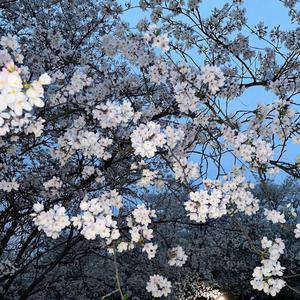 夏日的曙光 头像