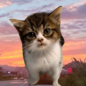 回眸猫meme 头像