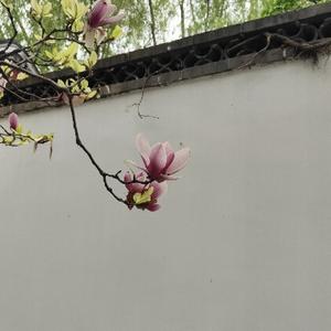 市井渔夫 头像