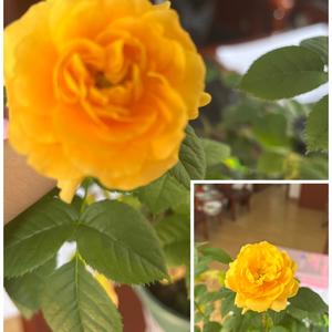 藏秘密的小狐狸