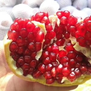 緱城-东耳 头像