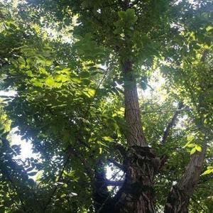 小张说说车 头像