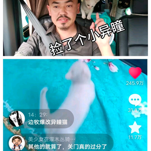 大叔爱玩猫头像