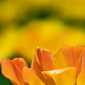 水调歌头667 头像