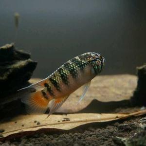 射手座爱养鱼 头像