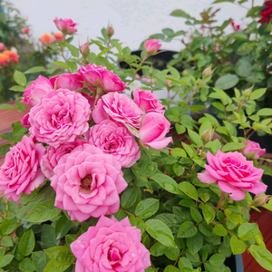 开心拾光海 头像