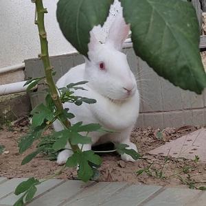 云开月明静待花开头像