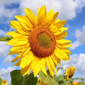 数学逆袭10到100 头像