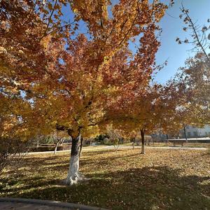 爱吃蓝莓的坚果 头像