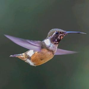 蜂鸟看世界 头像