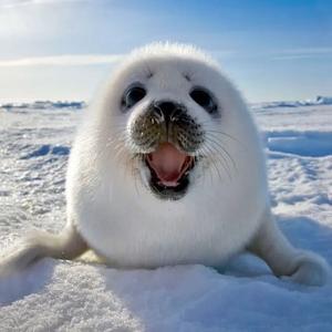 狗蛋儿一号 头像