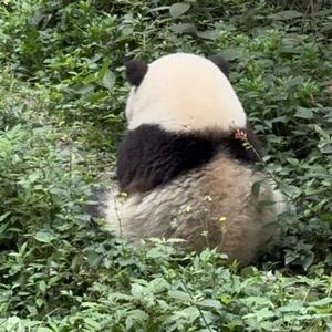 猫熊宝宝姐 头像