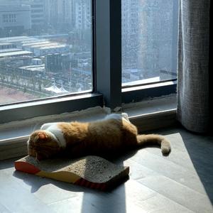 橘花君 头像
