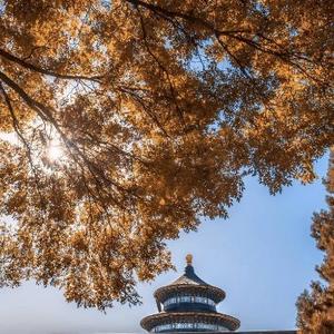 勿忘我 头像