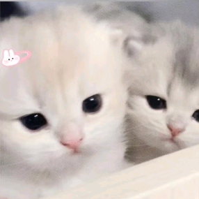 婷婷大王. 头像