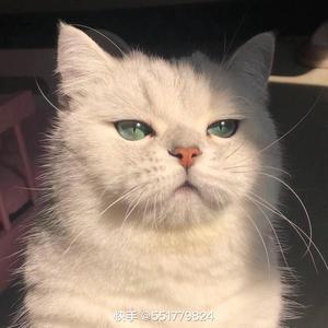 上岸洗澡的鱼 头像