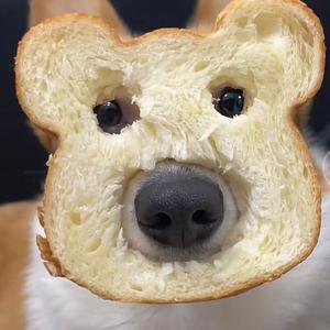 机智的小猫zF 头像