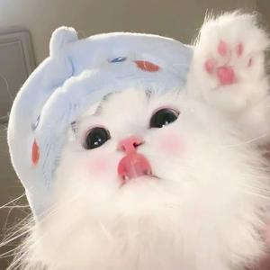 内向的兔兔 头像