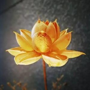 禅菠萝蜜