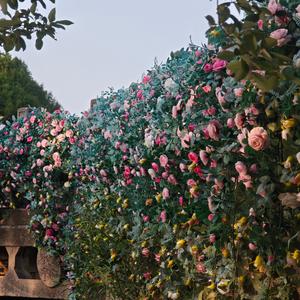 阿呆与阿瓜 头像