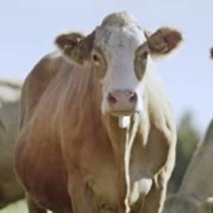 牛肉美食知识分享 头像