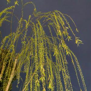 萬里碧空 头像