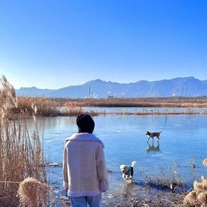 师子Go 头像