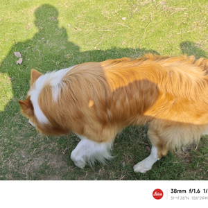 热情的太阳 头像