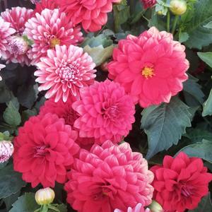 食品标准杨老师 头像