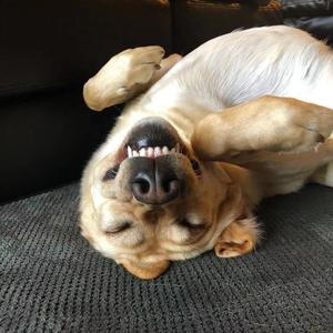 中国人不骗中国人i 头像