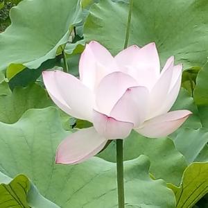 闲云野鹤法自然 头像
