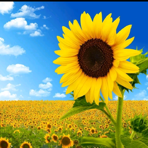 大琳妈爱生活 头像