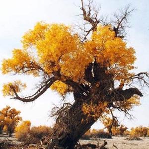 风平浪静渡轻舟 头像