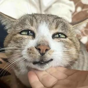 叮叮当当叮当猫 头像