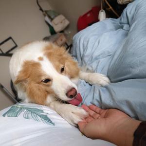 捕梦小达人 头像