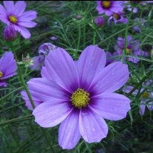 秋天的波斯菊 头像