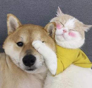 旭旭爱牙君 头像