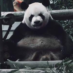 潘大科技社 头像