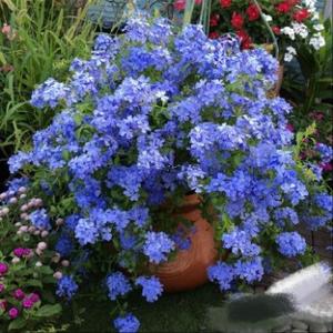 自由光束CP8 头像