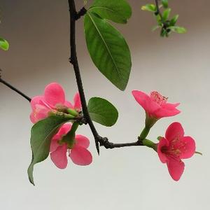 乐天派70后小明