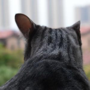 猫的阿卡斯和达布罗 头像