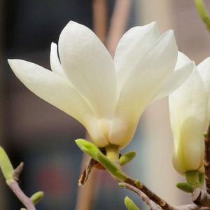 白玉兰影视 头像