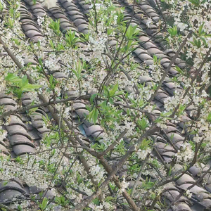 极速书签M4v 头像