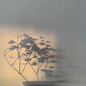 你今天没用飘柔 头像