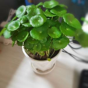 歌从山西来