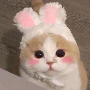 重庆升本学姐 头像
