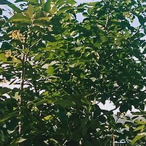 圆周率爱好者 头像