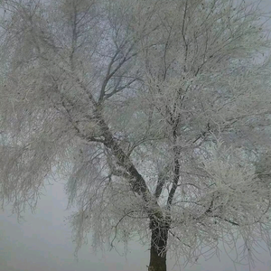 本是红尘不归客 头像